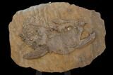 Fossil Xiphactinus Skull - Terror Of The Inland Seaway! #117041-1